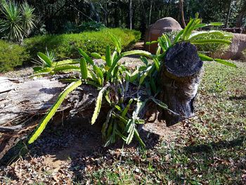 Plants growing in garden