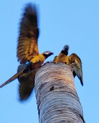 Low angle view of birds perching on blue sky