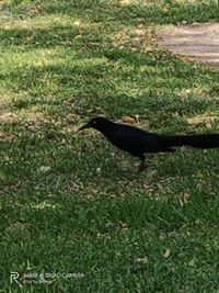 Close-up of bird on field