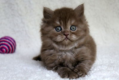 Portrait of cute kitten