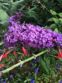 Close-up of purple flowers