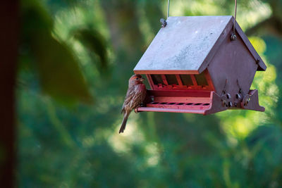 High angle view of a bird flying
