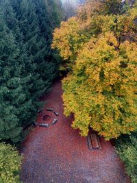 High angle view of trees in forest