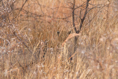 View of an animal on dry grass