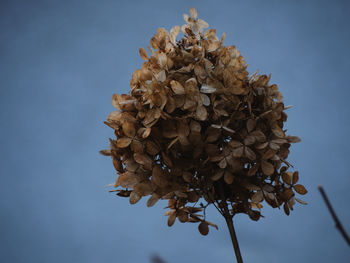 Close-up of dry flower tree against sky