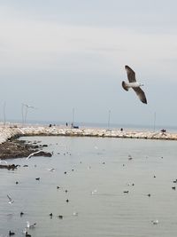 Seagulls flying over beach against sky