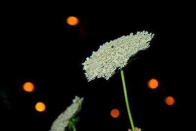 Close-up of white flowers against blurred background