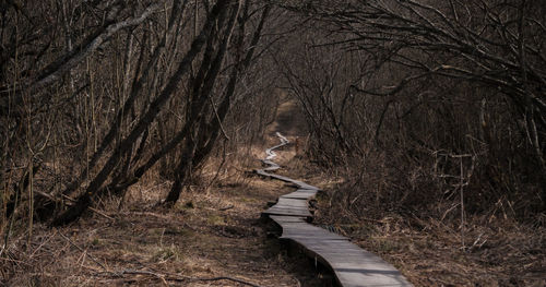 Bare trees in forest