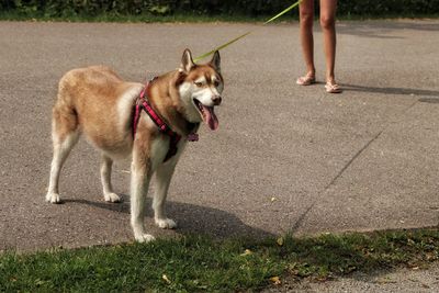 Low section of man with dog