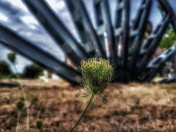Close-up of plant on field
