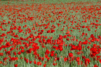 Close-up of red poppy flowers on field