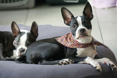 Portrait of dog relaxing at home