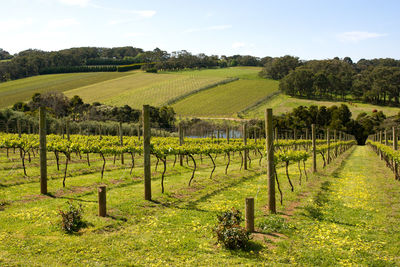 Scenic view of vineyard against sky