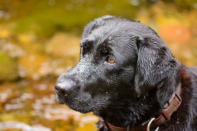 Close-up of wet black dog outdoors