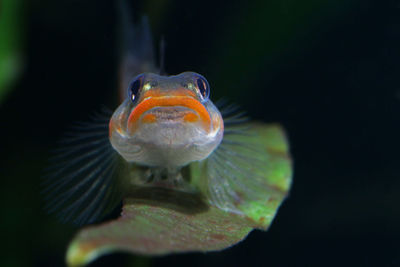 Close-up of fish swimming in sea