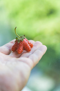 Close-up of hand holding strawberry