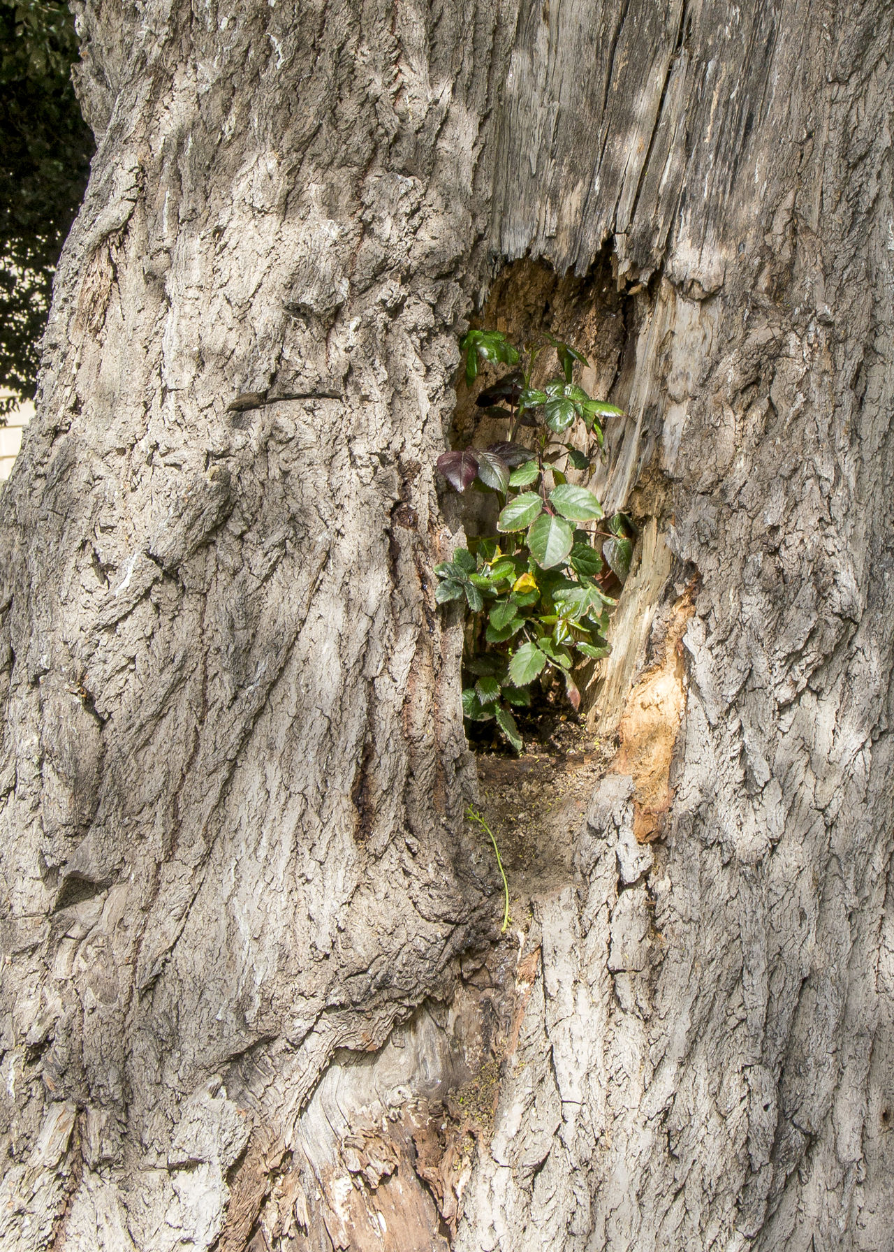 Rose growing in a tree