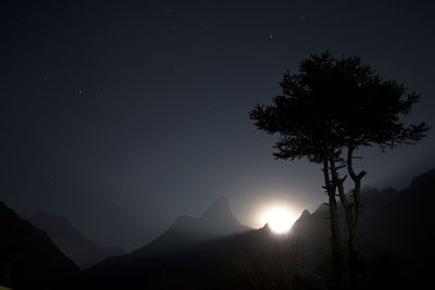 Silhouette tree against sky at night