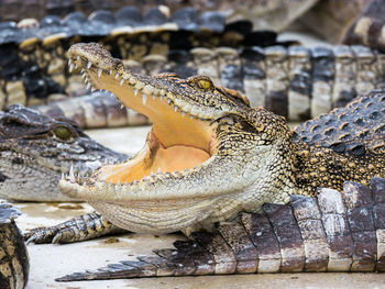 Close-up of crocodile