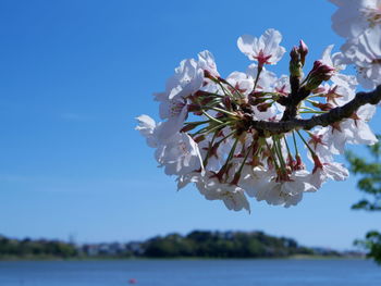 Close-up of cherry blossom against sky