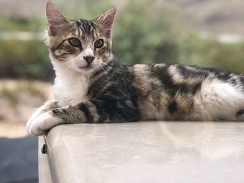 Portrait of cat resting outdoors