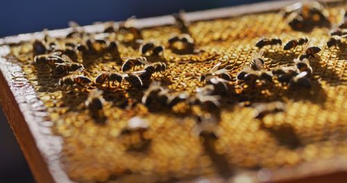 Close-up of honey