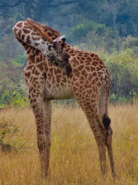 Giraffe standing on land