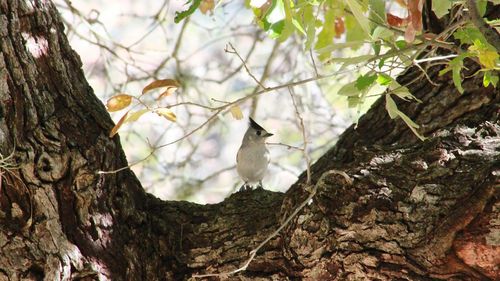 Bird perching on tree