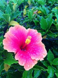 Close-up of pink flowers