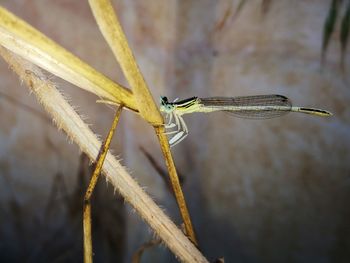 Close-up of dragonfly on plant