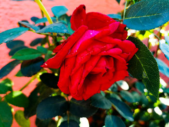 Close-up of red rose plant