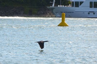 Bird flying over sea