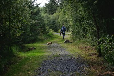 Woodland walk