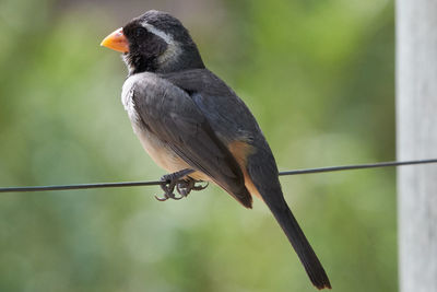 Close-up of bird perching on a fence