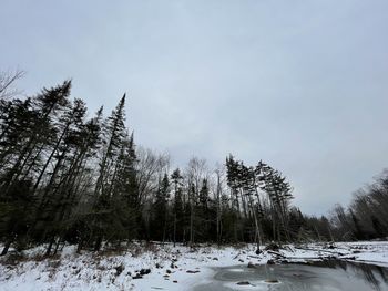 Trees on snow covered field against sky