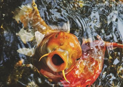 High angle view of fish swimming in sea