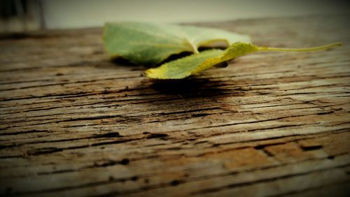 Close-up of wooden plank