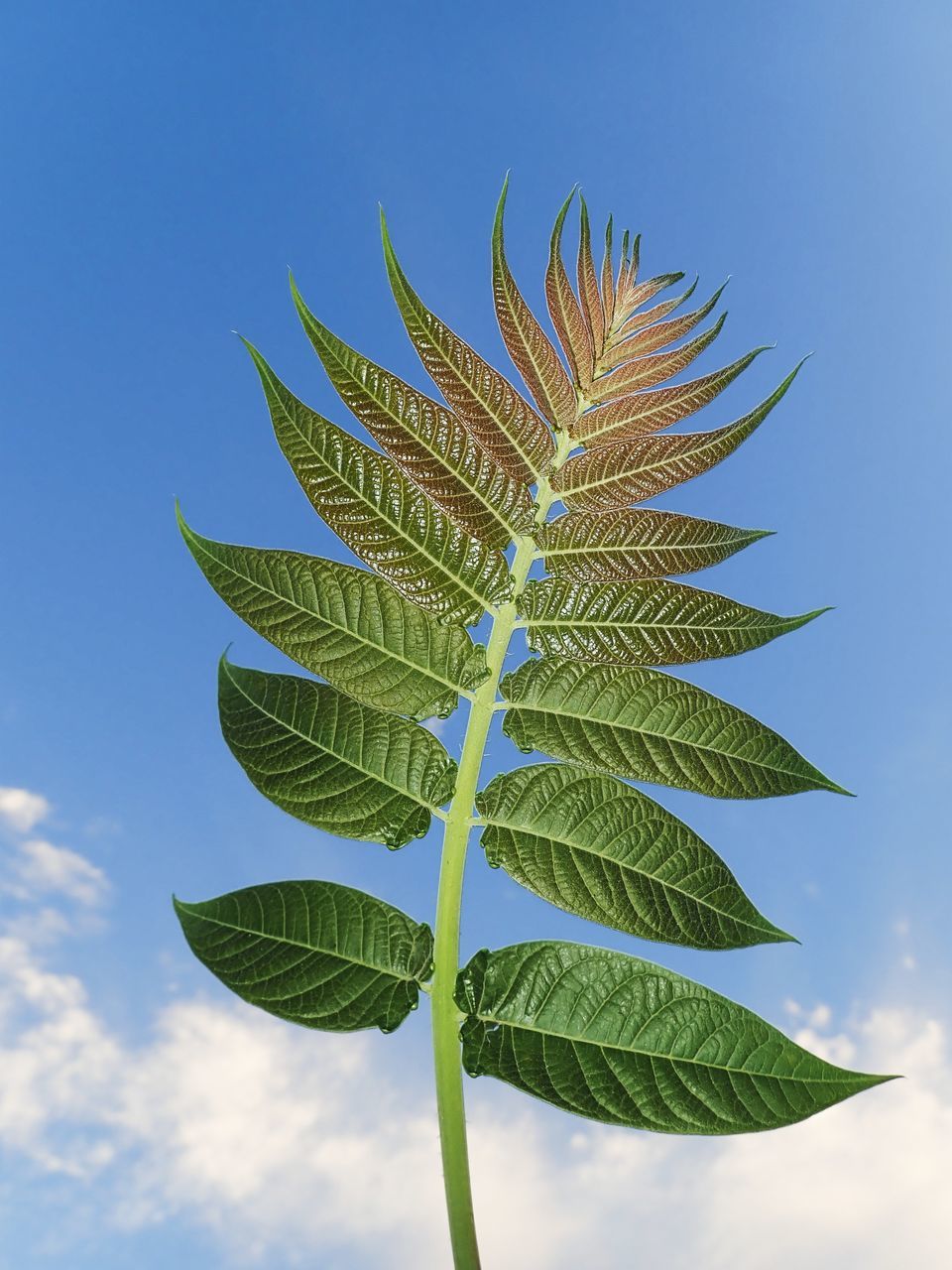 leaf, sky, plant, tree, nature, plant part, green, flower, cloud, blue, plant stem, no people, growth, outdoors, tropical climate, environment, beauty in nature, branch, day, palm tree, low angle view, grass