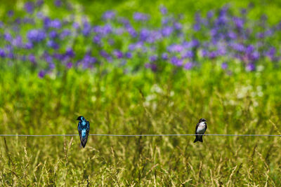 Two birds perching on purple flower