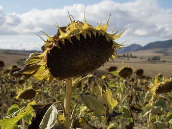 Close-up of wilted sunflower on field against sky