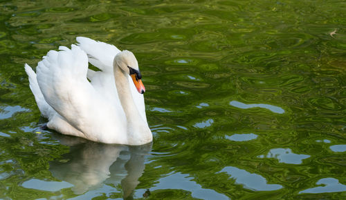 Swan floating on water