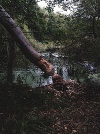 Scenic view of lake in forest