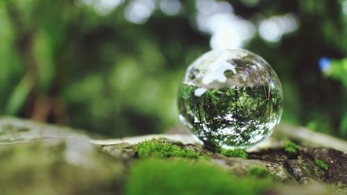 Close-up of crystal ball on tree