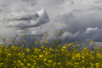 Scenic view of oilseed rape field against cloudy sky