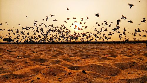 Flock of birds flying over beach during sunset