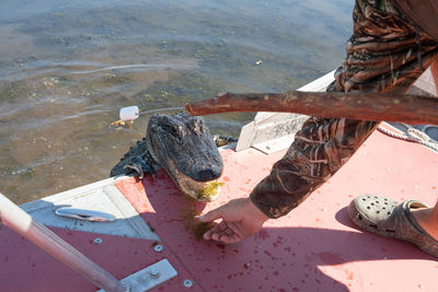 American alligator has a human hand remove seaweed from the mouth in a louisiana bayou river