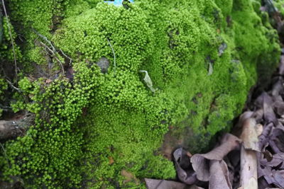 High angle view of moss on rock