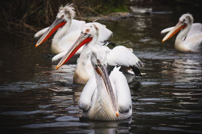 Pelicans swimming in lake