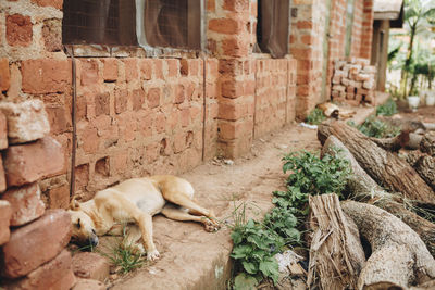 Dog by brick wall