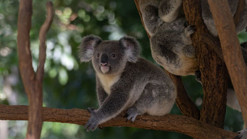 Close-up of monkey on tree